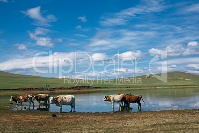 cows on green field