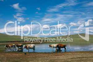 cows on green field