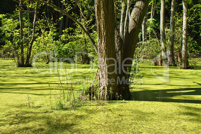 Im Nationalpark Jasmund