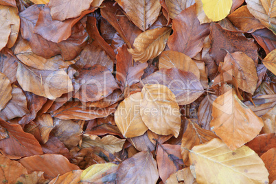 Herbstlaub Herbstlaub