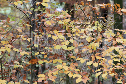 Herbstlaub