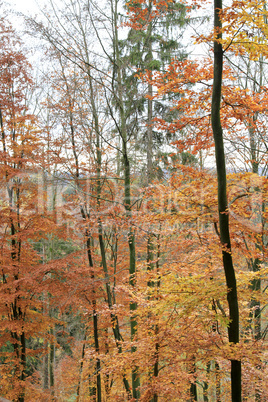 Herbstwald