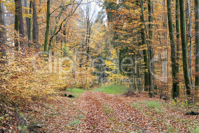 Waldweg