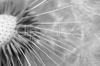 Common dandelion - Taraxacum - dandelion