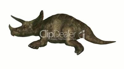 Triceratops