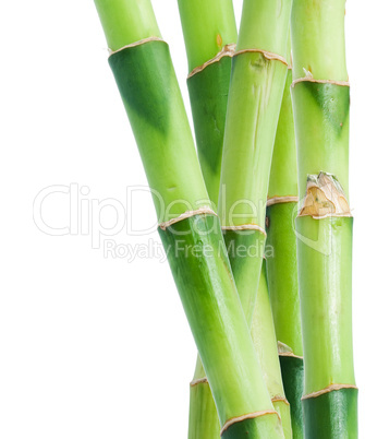 Bamboo