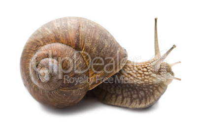 Snail