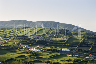 Hedge landscape of Faial, Azores