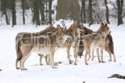 canis lupus wolfes