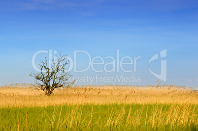 Toter Baum in fruchtbarer Landschaft