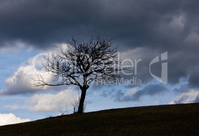 Einsamer Baum vor Abendhimmel