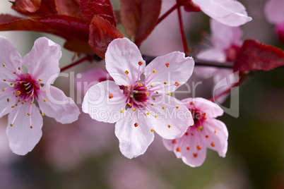 Japanische Kirschblüten