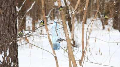 Birds in the park.