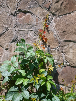 Vine of wild grapes