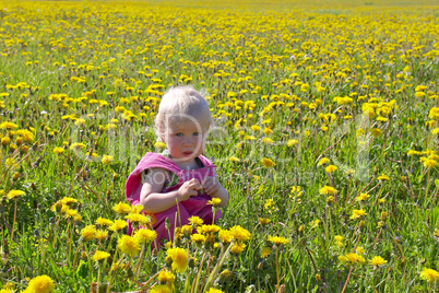 little child sitting among dandelions