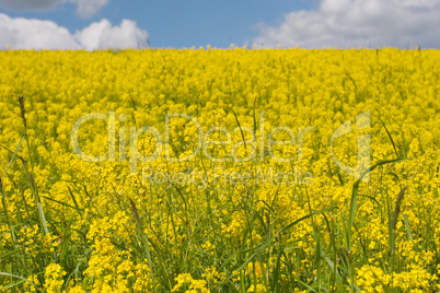 yellow meadow