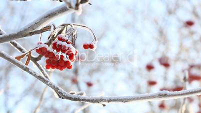 Frozen Ashberry.