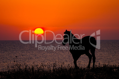 horse silhouette on sunset