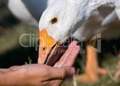 feeding