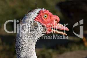 muscovy duck