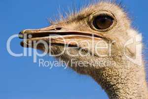 ostrich