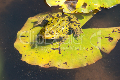 Frosch auf Seerosenblatt