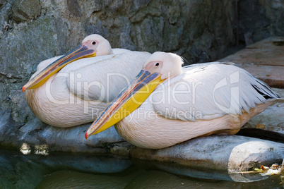 two pelicans