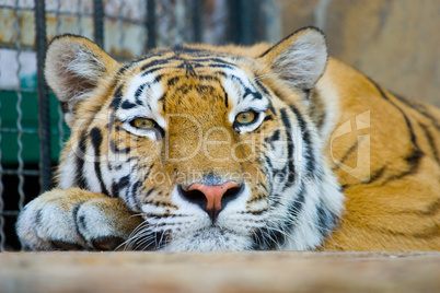 tiger