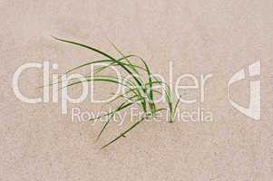 grass through sand