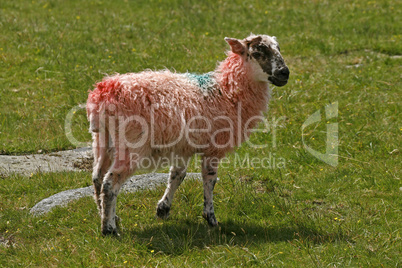 Rotes Schaf, Dartmoor, Devon, Cornwall, Südwestengland