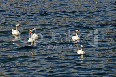 Höckerschwan, Cygnus olor, Mute swan