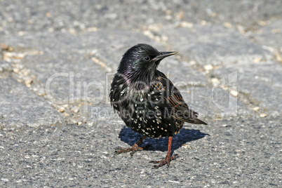 Star, Sturnus vulgaris, Starling