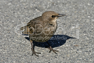 Star, Sturnus vulgaris, Starling