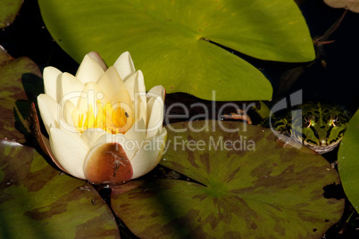 weiße Seerose und Frosch