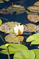 Frosch und Seerose