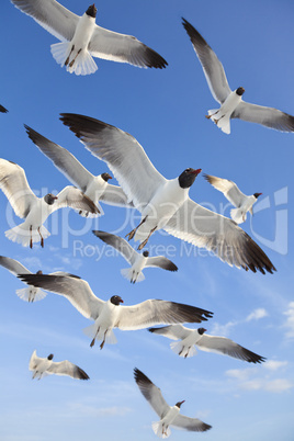 Common Black-Headed Sea Gulls Flying In Blue Sky