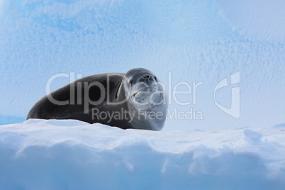 Leopard seal on ice floe in Antartica