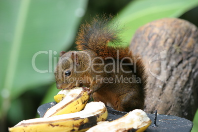 Eichhörnchen mit Banane