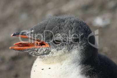 Penguin head in Antarctica