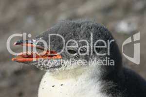 Penguin head in Antarctica
