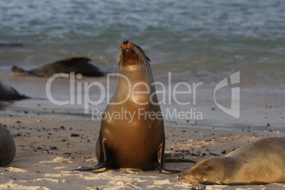 Sea lion at sunset