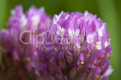 Clover - Trifolium