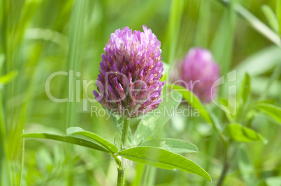 Clover - Trifolium