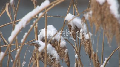 Frosty bulrushes in winter landscape