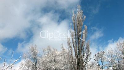 HD Snowbound trees on cloudscape background