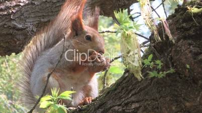 HD Squirrel in park