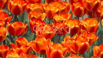 HD Flower Bed of pink tulips on green grass background