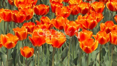 HD Flower Bed of swaying red, orange tulips