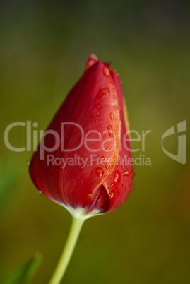 Tulip on a Tuscan Garden, Italy