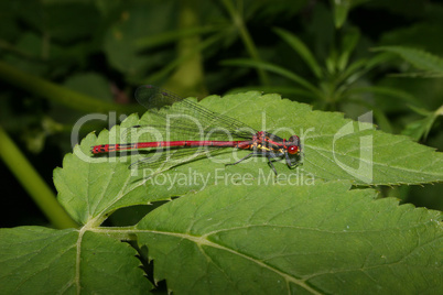 Fruehe Adonisjungfer / Large Red Damselfly (Pyrrhosoma nymphula)